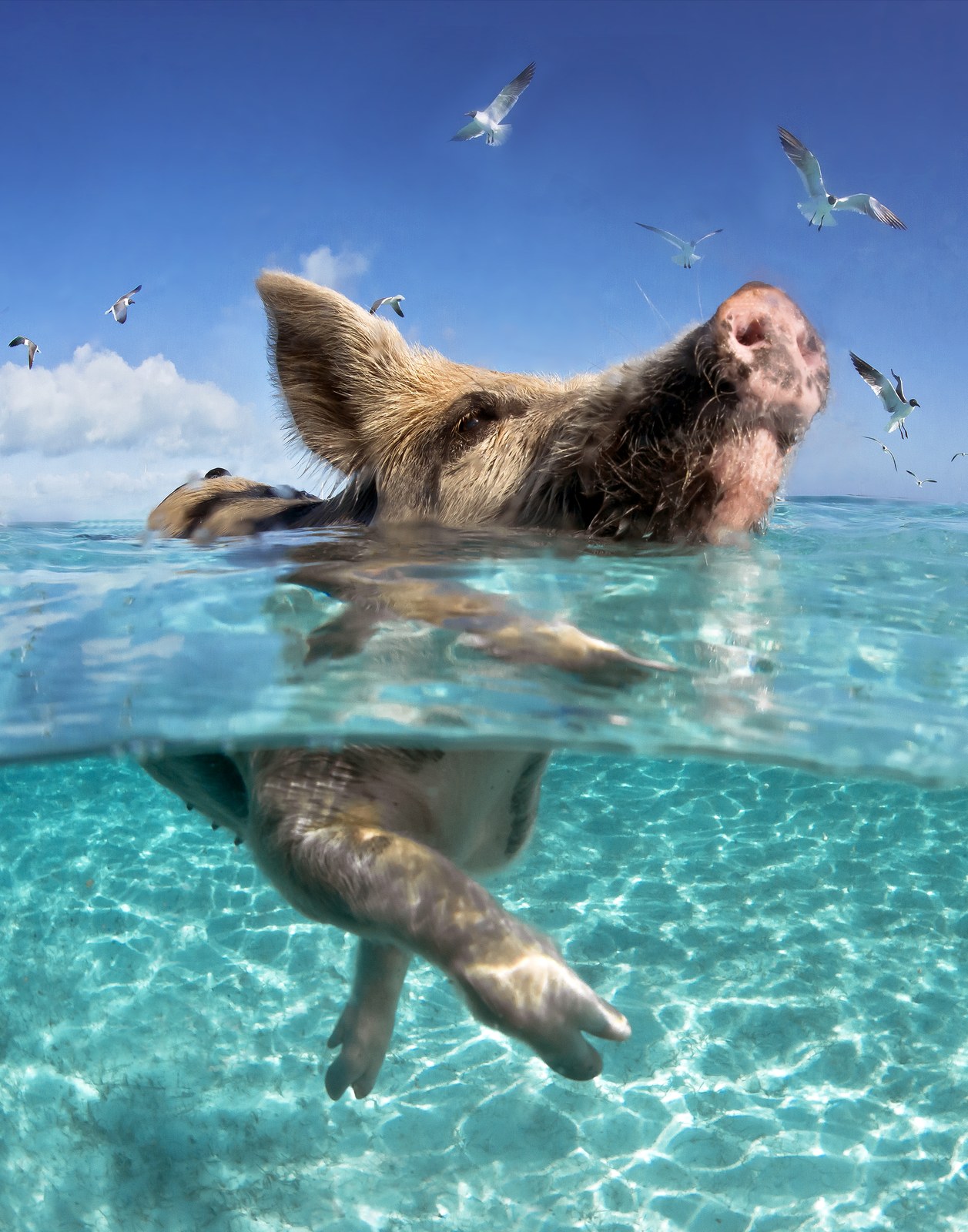 If Pigs Could Swim by Marty Wolff, printed by Maui Digital Imaging.