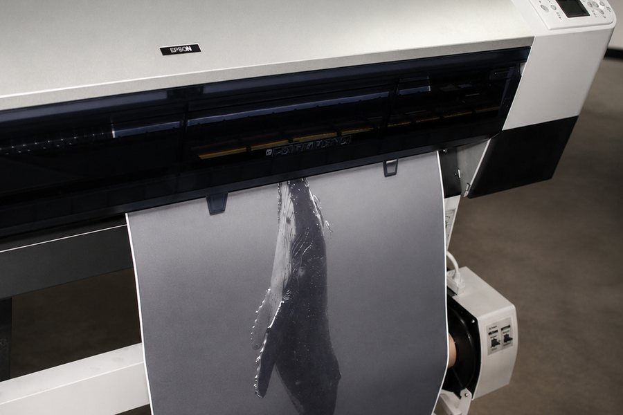 A monochrome whale print emerging from the wide-format printer.